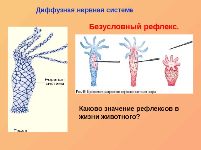 Кракена net